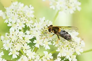Slovenia Prints: Marco image of an insect