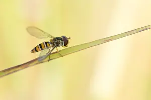 Romania Prints: Marco image of an insect