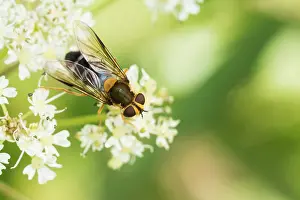 Slovenia Prints: Marco image of an insect