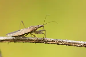 Images Dated 13th October 2019: Marco image of an insect
