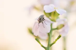 Images Dated 22nd September 2019: Marco image of an insect