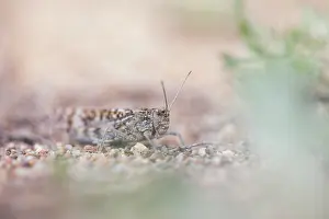 Images Dated 8th June 2019: Marco image of an insect
