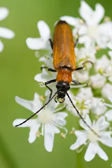 Images Dated 26th July 2013: Marco image of an insect