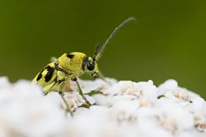 Images Dated 13th August 2013: Marco image of an insect