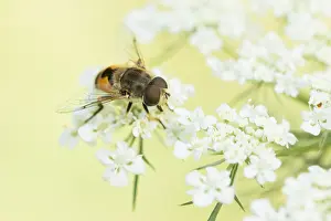 Romania Prints: Marco image of an insect