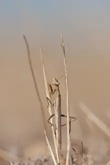 Images Dated 23rd August 2009: Marco image of an insect