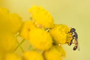 Romania Prints: Marco image of an insect