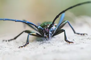 Images Dated 13th July 2013: Marco image of an insect