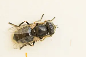 Images Dated 16th September 2019: Marco image of an insect