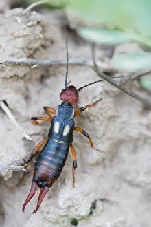 Images Dated 8th June 2015: Marco image of an insect