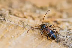 Images Dated 13th April 2014: Marco image of an insect