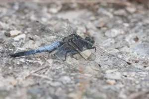 Images Dated 9th August 2009: Marco image of an insect