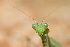 Marco Prints: Marco image of an insect