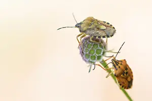 Marco Prints: Marco image of an insect