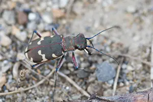Images Dated 12th July 2015: Marco image of an insect