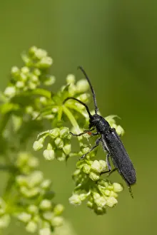 Marco Prints: Marco image of an insect