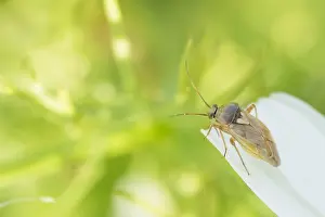 Images Dated 21st September 2019: Marco image of an insect