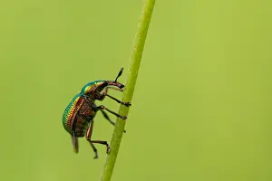 Marco Prints: Marco image of an insect