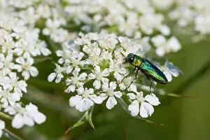 Marco Prints: Marco image of an insect