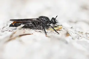 Marco Prints: Marco image of an insect