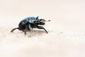 Images Dated 17th April 2011: Marco image of an insect