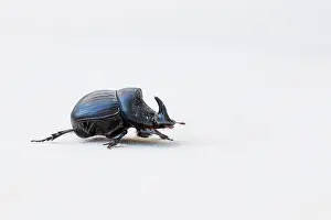 Corsica Prints: Marco image of an insect