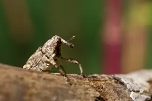 Marco Prints: Marco image of an insect
