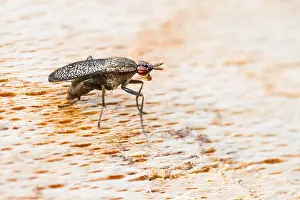 Marco Prints: Marco image of an insect