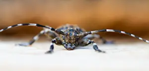 Marco Prints: Marco image of an insect