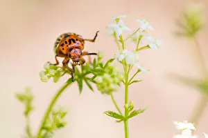 Marco Prints: Marco image of an insect