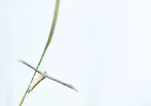 Romania Prints: Marco image of an insect