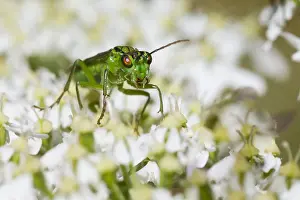 Images Dated 11th August 2013: Marco image of an insect