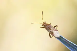 Marco Prints: Marco image of an insect