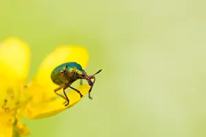 Marco Prints: Marco image of an insect