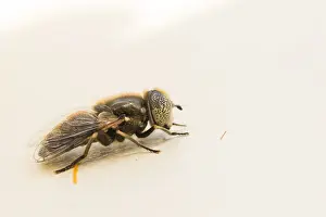 Images Dated 16th September 2019: Marco image of an insect