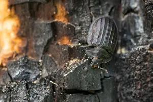 Marco Prints: Marco image of an insect