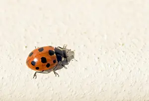 Images Dated 21st September 2019: Marco image of an insect