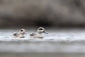 Spanish Prints: Marmereend, Marbled Teal, Marmaronetta angustirostris