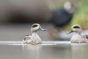 Spanish Prints: Marmereend, Marbled Teal, Marmaronetta angustirostris
