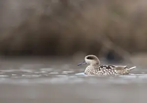 Spanish Prints: Marmereend, Marbled Teal, Marmaronetta angustirostris
