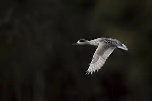 Spanish Prints: Marmereend, Marbled Teal, Marmaronetta angustirostris