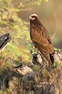 Harrier Prints: Marsh Harrier