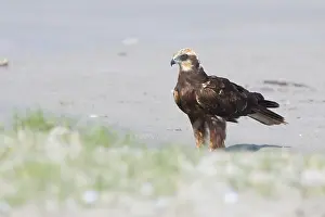 Accipitriformes Prints: Marsh Harrier