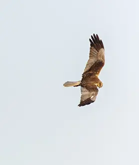 Images Dated 27th May 2023: Marsh Harrier, Circus aeruginosus