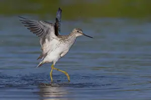 Shorebirds Prints: Marsh Sandpiper