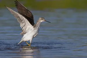 Shorebirds Prints: Marsh Sandpiper