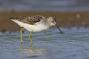 Shorebirds Prints: Marsh Sandpiper