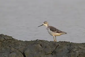 Stagnatilis Prints: Marsh Sandpiper, Tringa stagnatilis