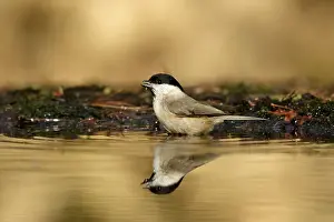 Birdwatching Prints: Marsh tit, Parus palustris