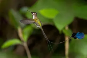 Images Dated 6th December 2009: Marvelous Spatuletail